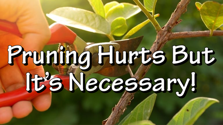 pruning hurts but it's necessary to grow