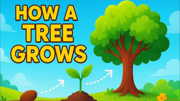 how a tree grows